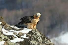 Projet de Convention CR Occitanie FFCAM/DREAL/LPO Projet de Convention CR Occitanie FFCAM/DREAL/LPO